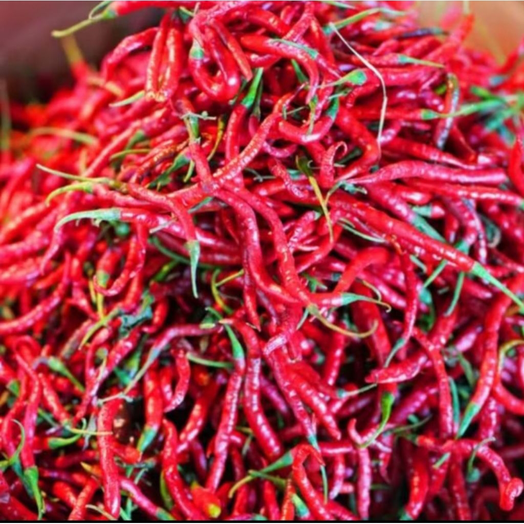 

cabe keriting merah premium 1 kg khas Bandung