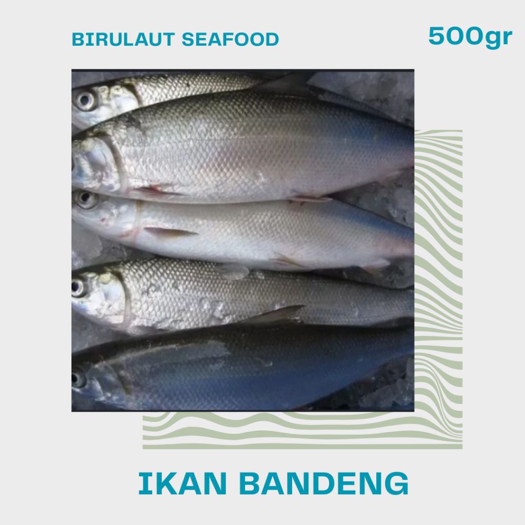 

IKAN BANDENG SEGAR 500gr