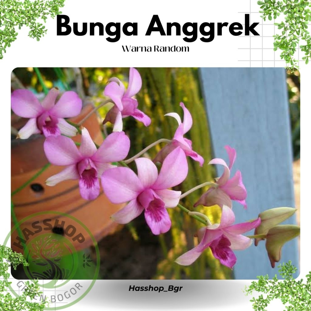Kekii Anggrek Dendrobium Mentangai Anggrek Segar Cantik