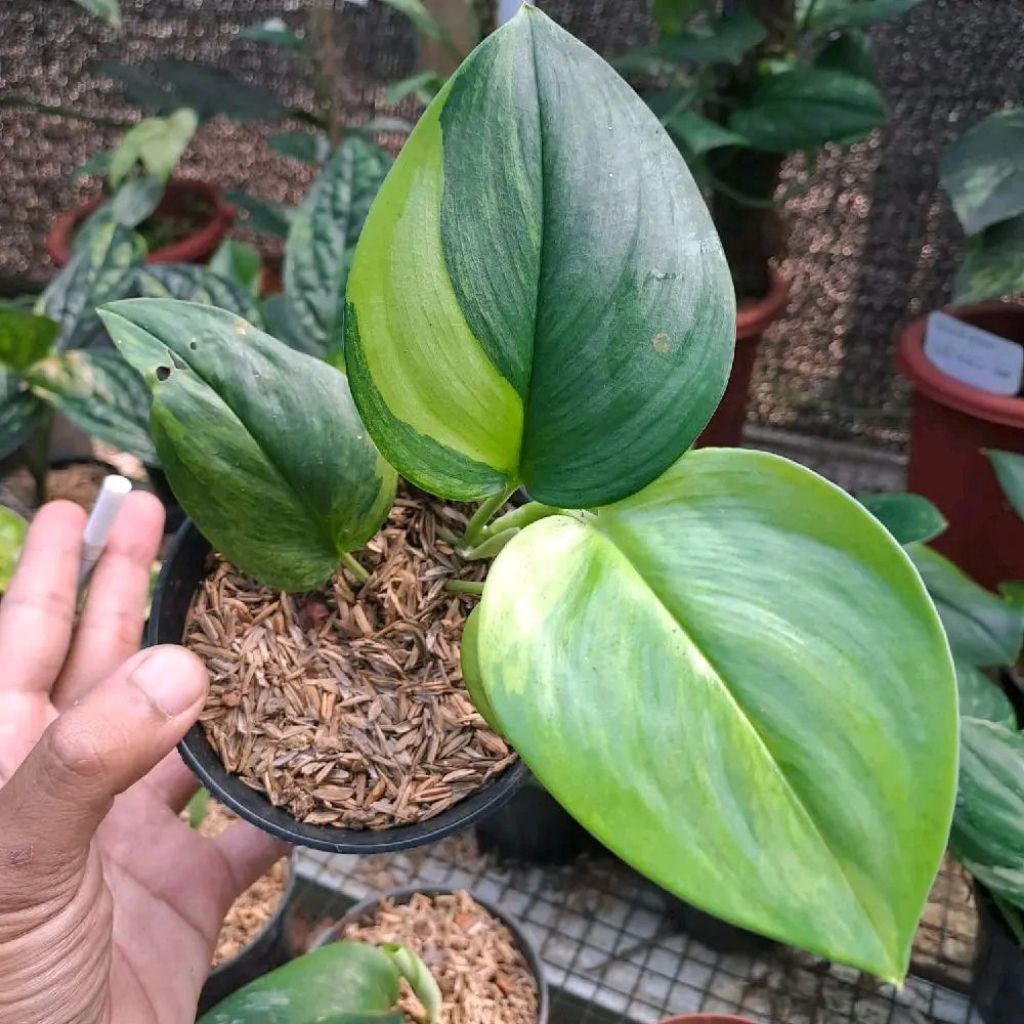 Tanaman Hias Scindapsus Rubicon / Penghias Taman