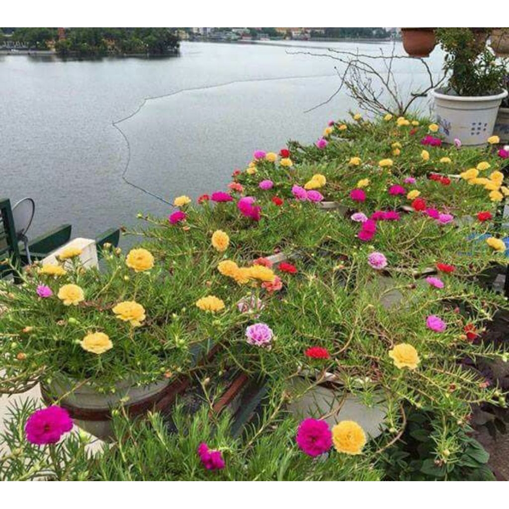 Tanaman Hias Gantung Krokot Bunga/bibit tanaman bunga  krokot