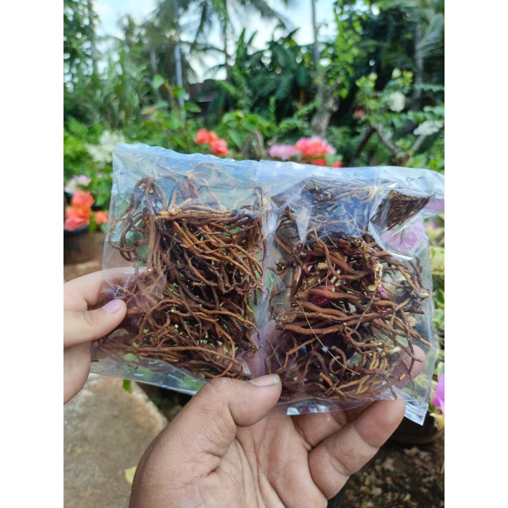 

Akar tunjuk langit herbal alami seribu manfaat