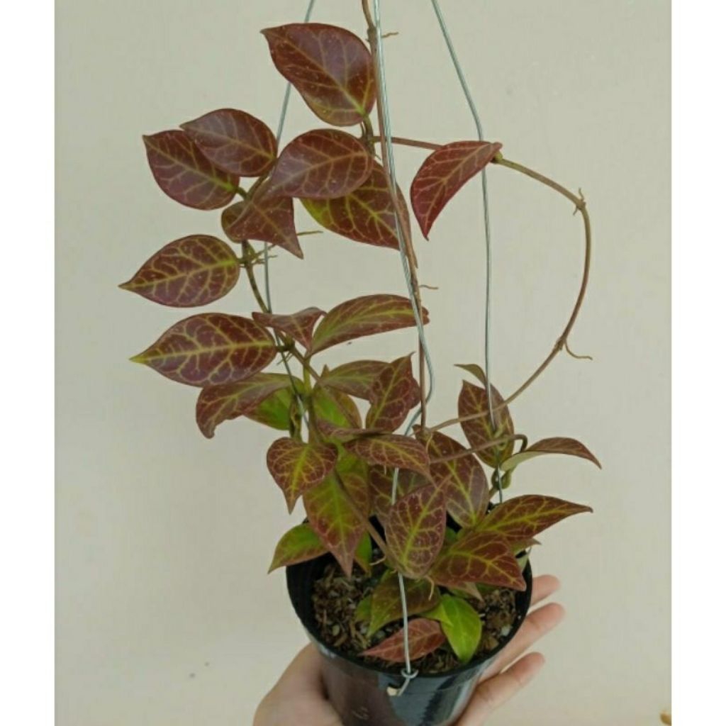 Tanaman Hoya sunrise