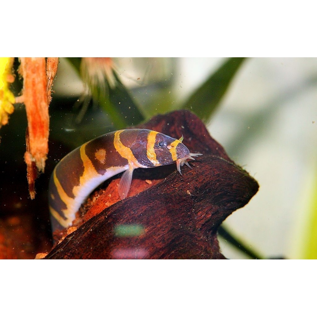 dekorasi aquarium kuhli loach