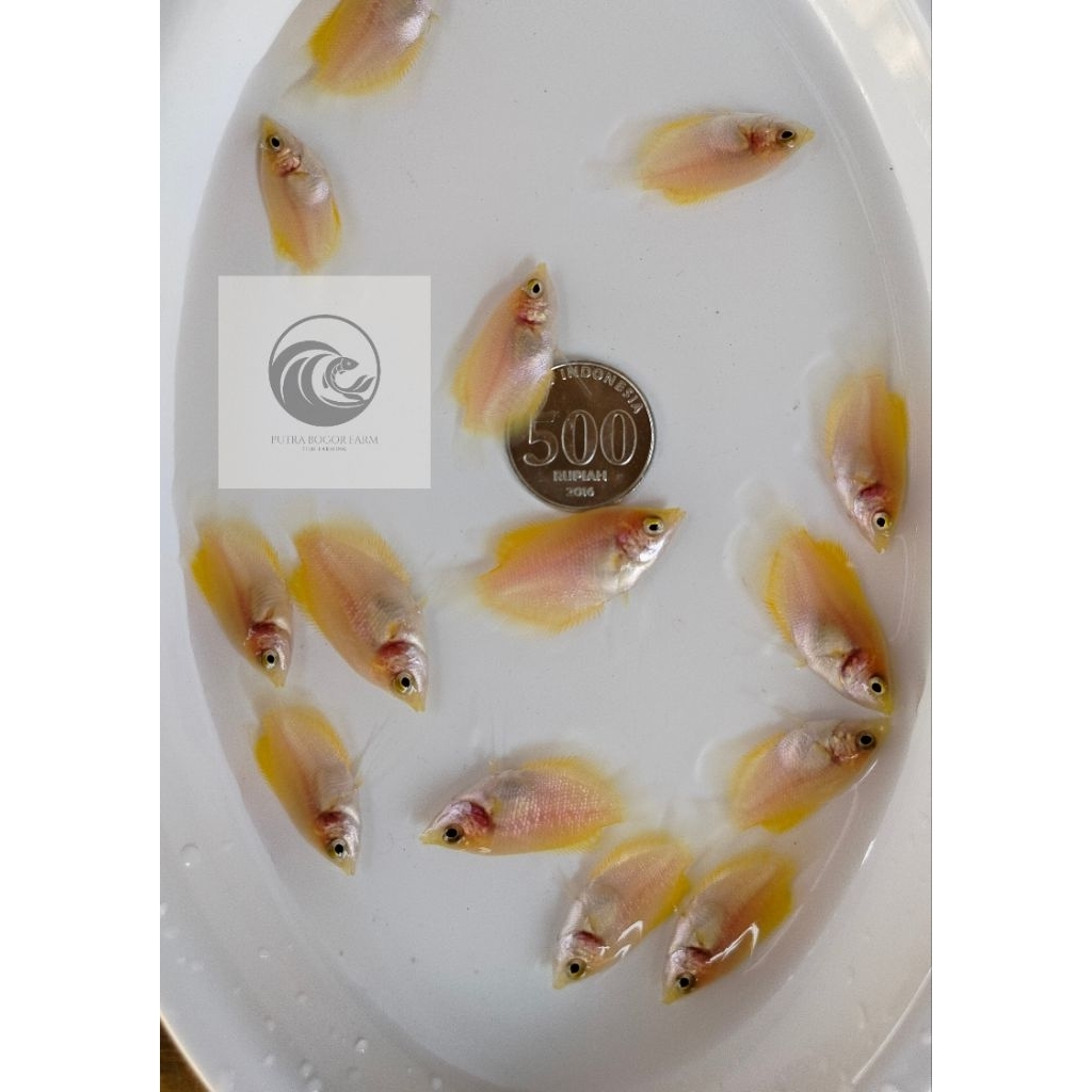 bibit ikan gurame padang ukuran jempol