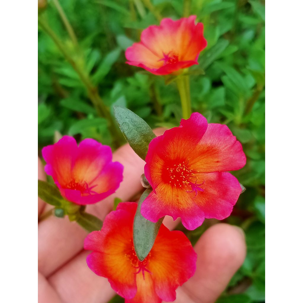 krokot import,SUPERNOVA