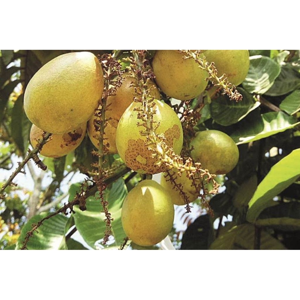 bibit matoa kuning rasa durian 50cm dari biji tidak disarankan luar jawa