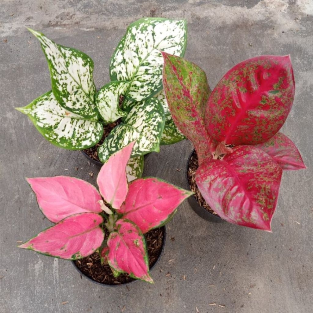 Paket 3 anakan Aglonema red Stardust,dud white,pink anjamani