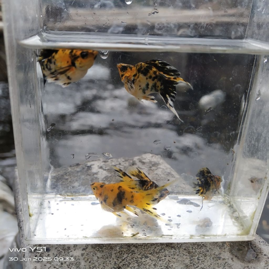 Leopard / Tiger Lyretail