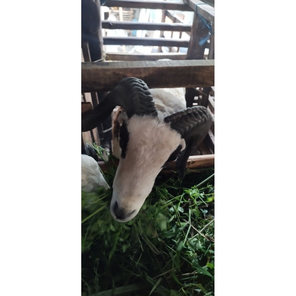 Domba Garut, untuk pejantan kandang dan aqiqah