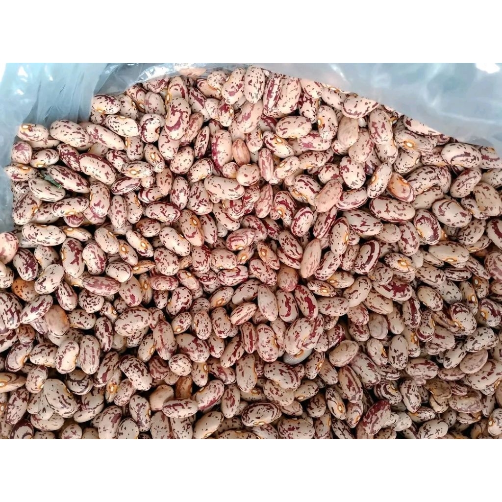 Bibit kacang endul merah super asli Garut _Bibit kacang  merah super Rambat