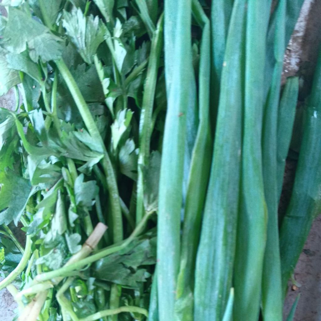 bawang daun seledri