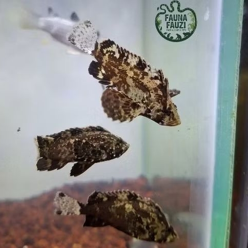 Butterfly goby / butterfly gobi / ikan gobi kupu-kupu / goby kupu-kupu / goby air tawar / brackish a