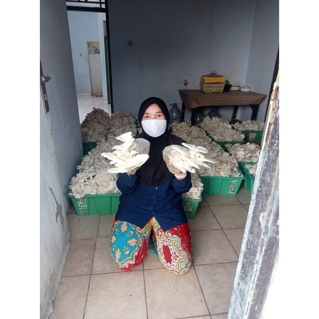 

jamur tiram sayur segar