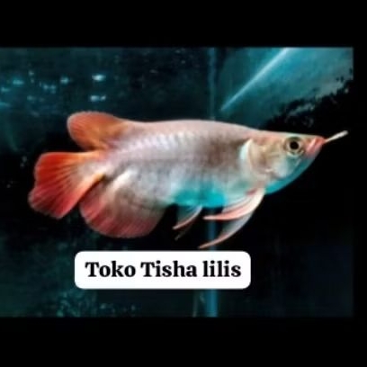 sr short body ITL spesial arowana sb i thiau lung sr Chili sb itl