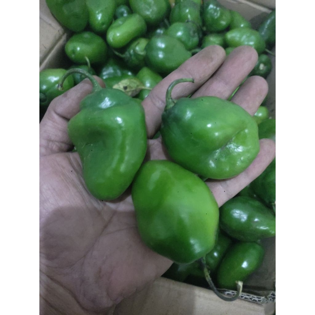 

CABE GENDOT SUPER JUMBO 10 BUAH