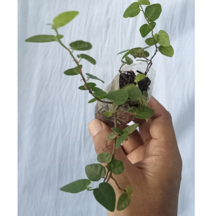 Dolar rambat daun kecil, tanaman penutup tembok dinding/ficus pumila