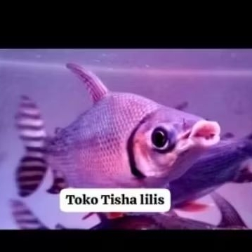 red feifeng rff tankmate