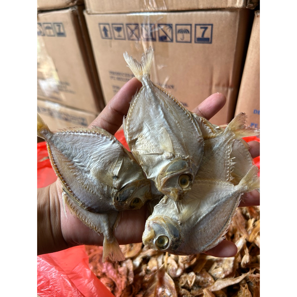 

Ikan asin dodok khas Pantura Termurah