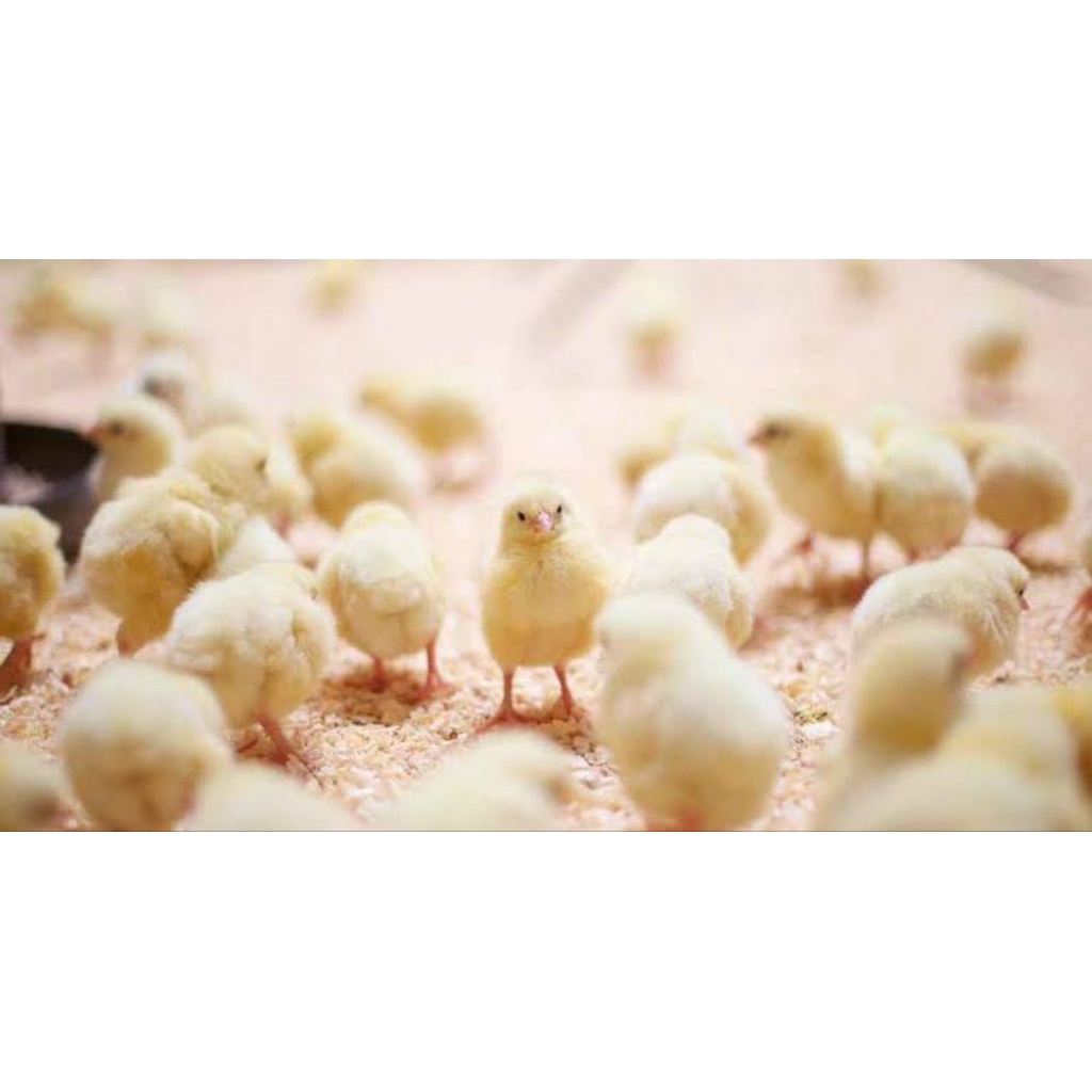 DOC AYAM BROILER GRADE 2