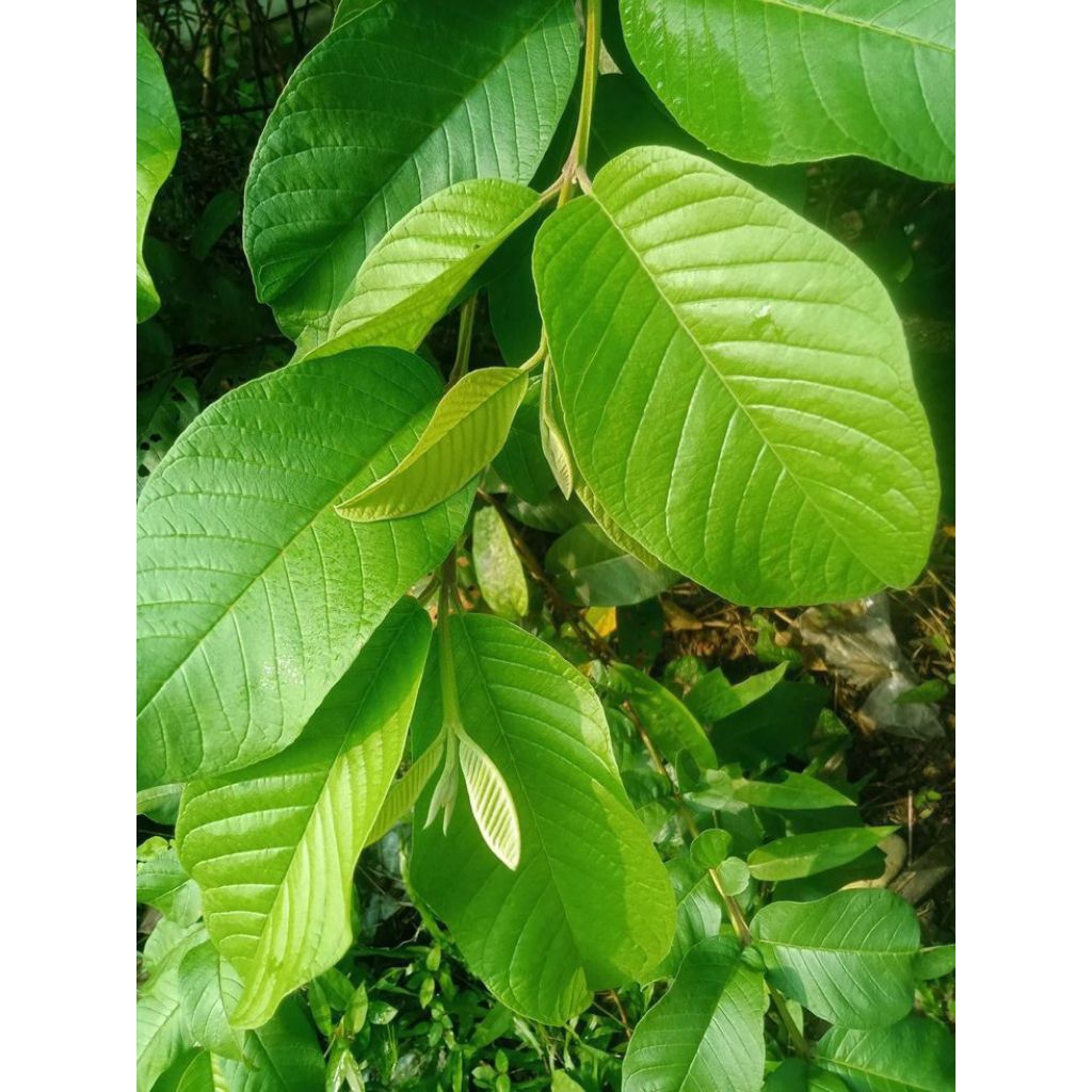 

Daun Jambu Biji Segar Herbal Obat 30 Lembar Daun