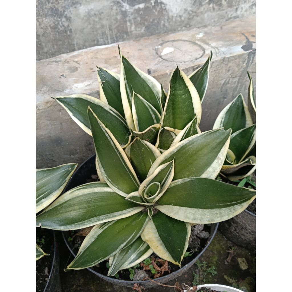 sansivera / lidah mertua daun pendek
