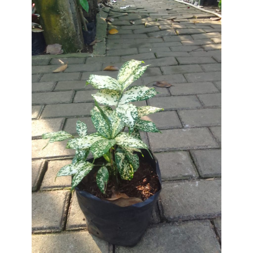 Tanaman hias DRACENA FLORIDA/bibit tanaman dracena florida