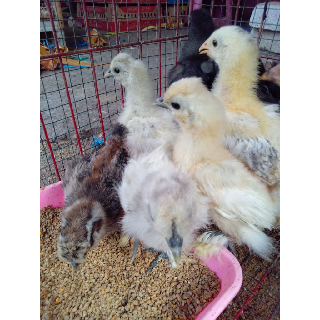 AYAM AMERIKAN SILKY / KAPAS ANAKAN UMUR 1 MINGGU