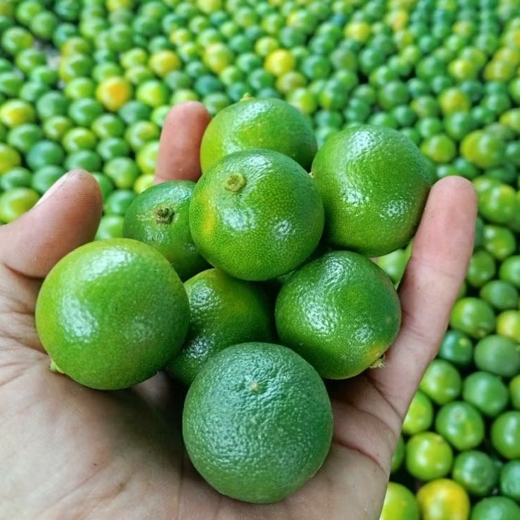 

JERUK FRESH JERUK SONKIT JERUK KASTURI JERUK KALIMASI JERUK LRMON CUI FRESH