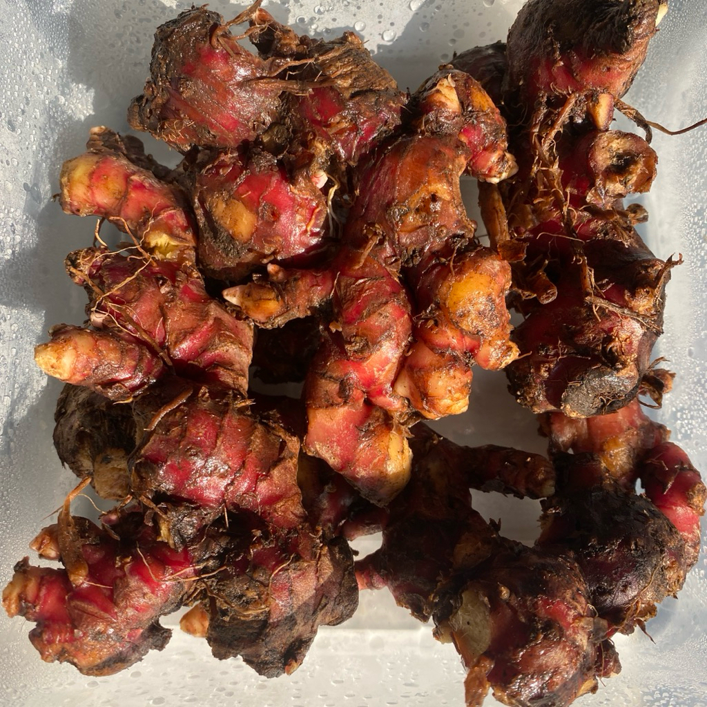 

Jahe Merah 1kg Bersih Segar