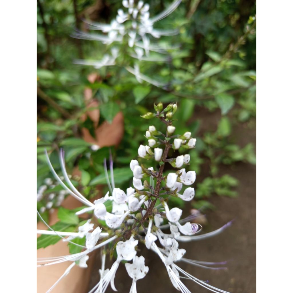 

Daun kumis kucing segar 500gram