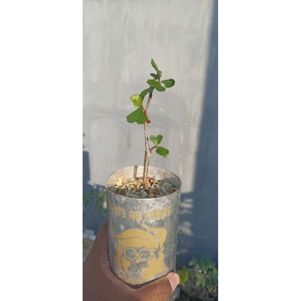 commiphora wightii tanaman caudex