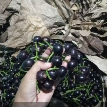 

Buah gowok.