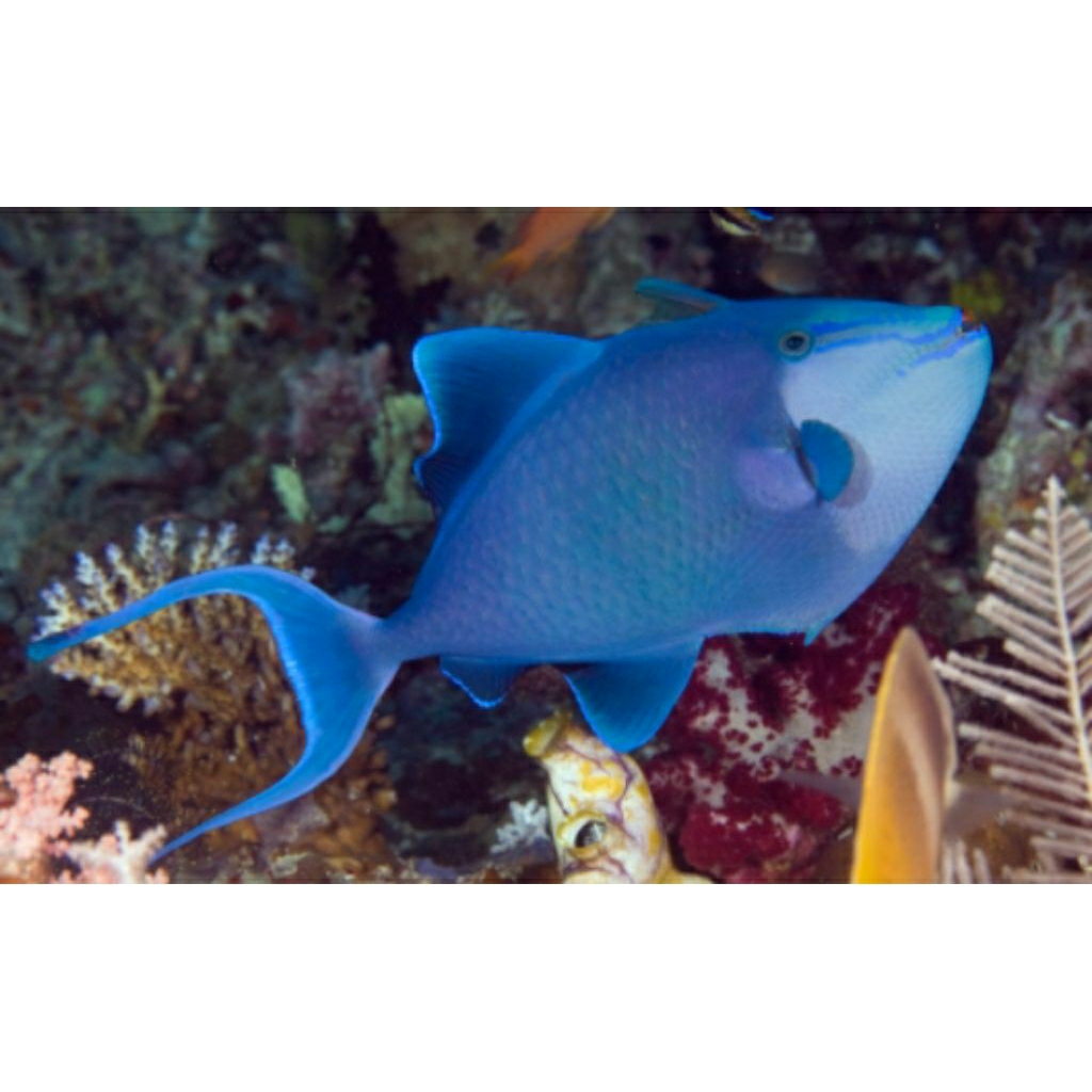 

IKAN HIAS LAUT TRIGGER BIRU