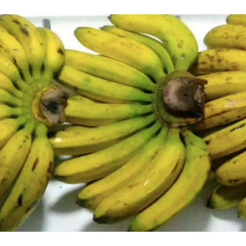 

Pisang Barangan Sedang Medan Daily Market