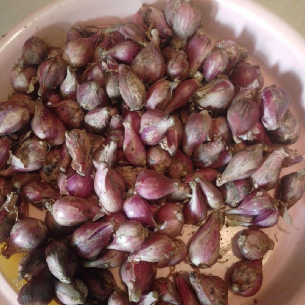 

Bawang merah brebes