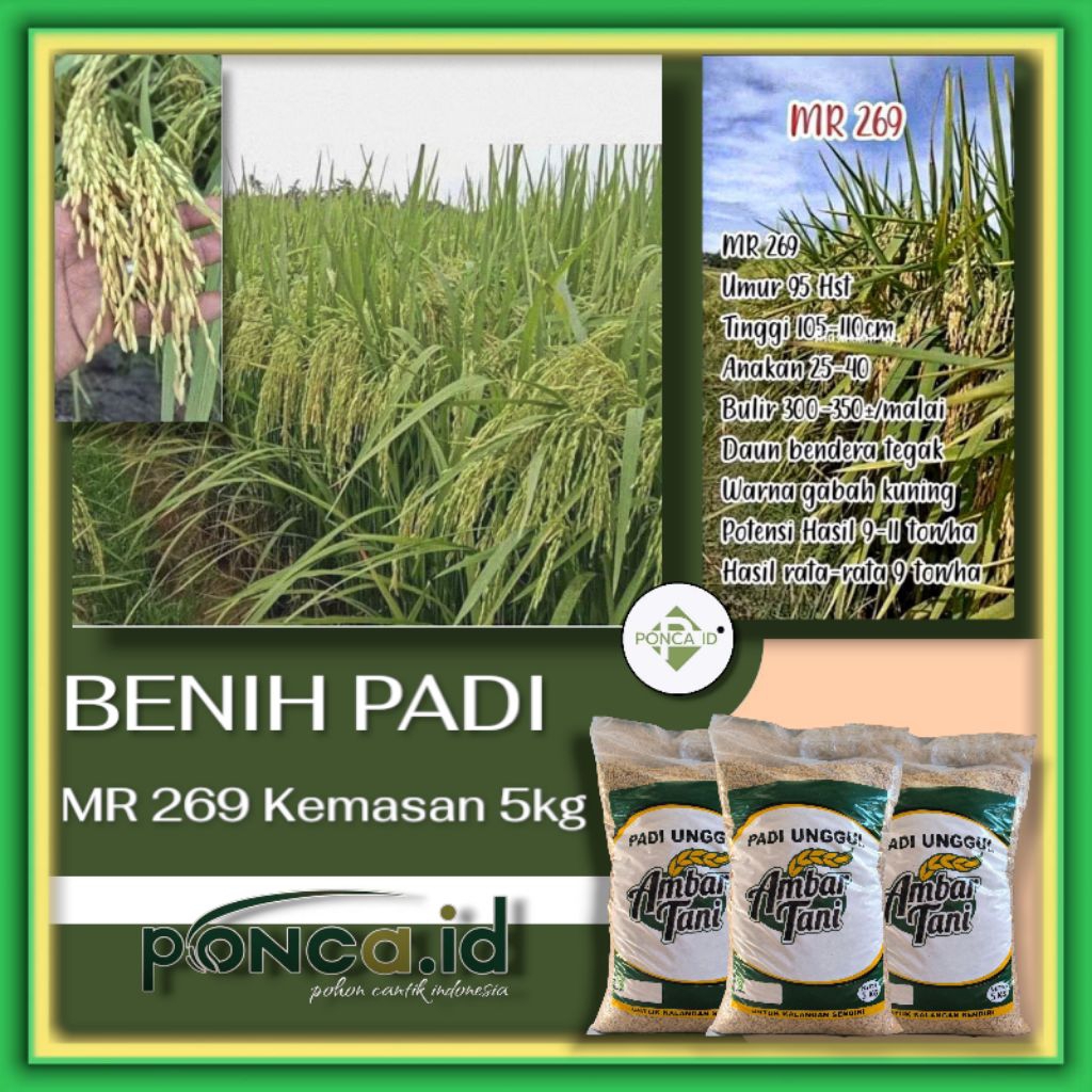 BENIH PADI MR 269 KEMASAN 5KG
