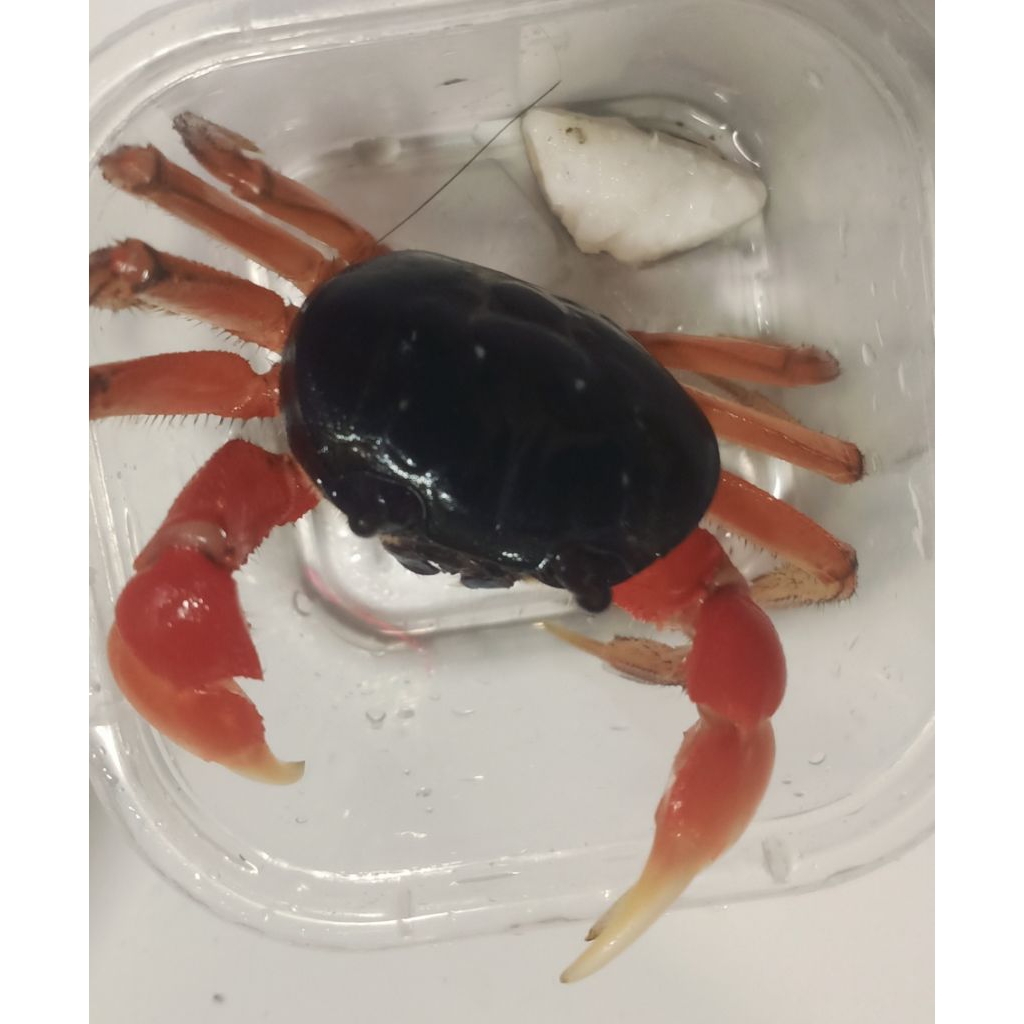 

Kepiting Hias magna Air Tawar ( Beby magna discoplak crab ) Aquascape