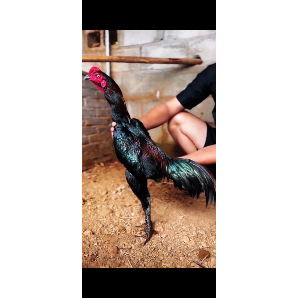 

telor ayam mangon untuk ditetaskan