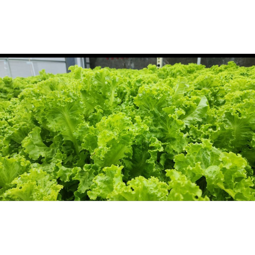 Benih Selada Bohemia Junior