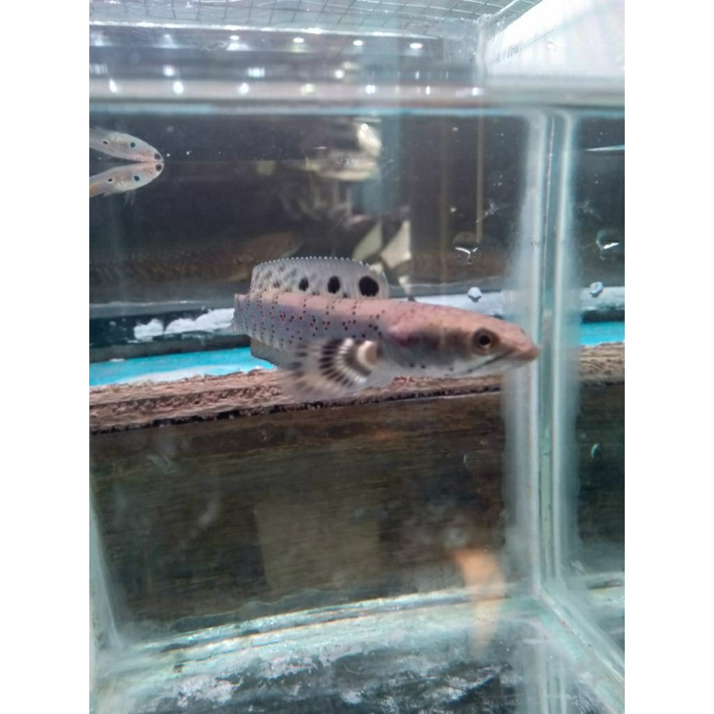 chana blue pulcra 9-10cm progres bagus