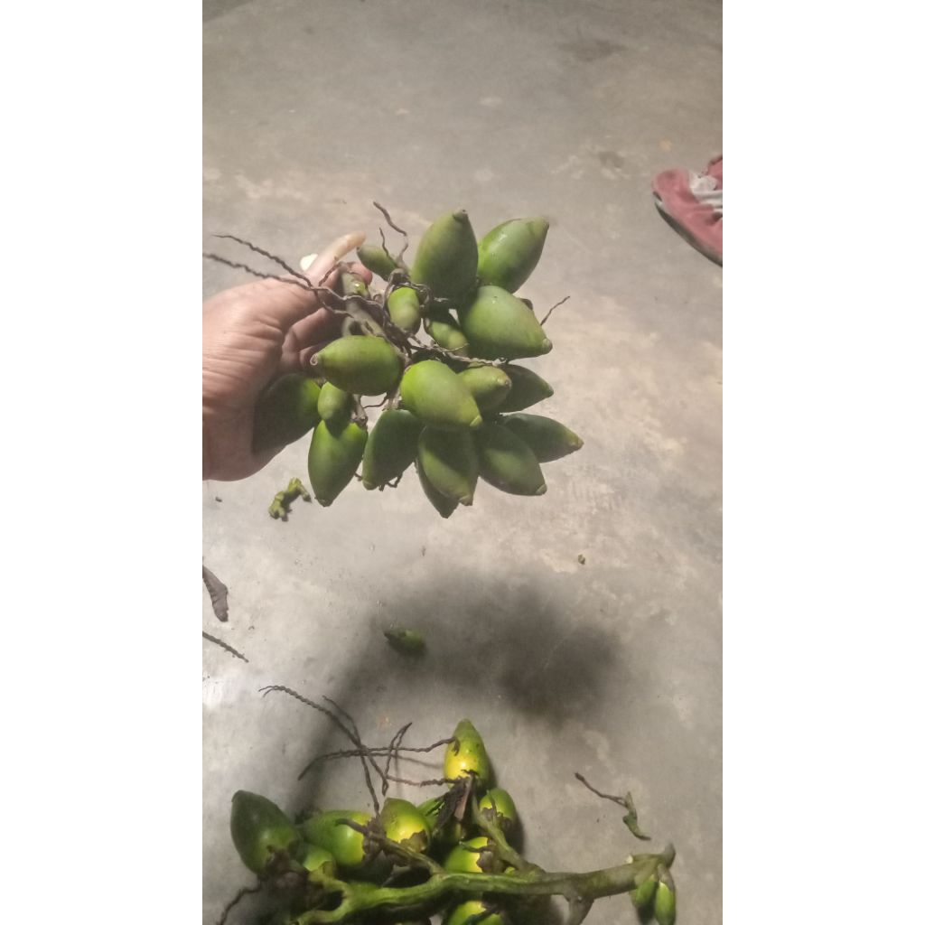 

buah pinang muda,/1biji