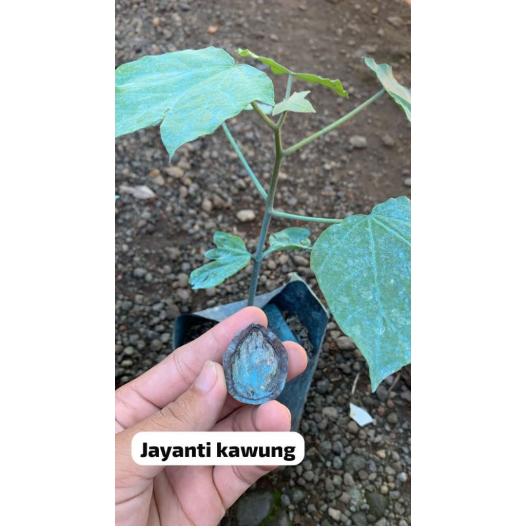 Bibit Muncang Adu Jayanti Kawung Ori