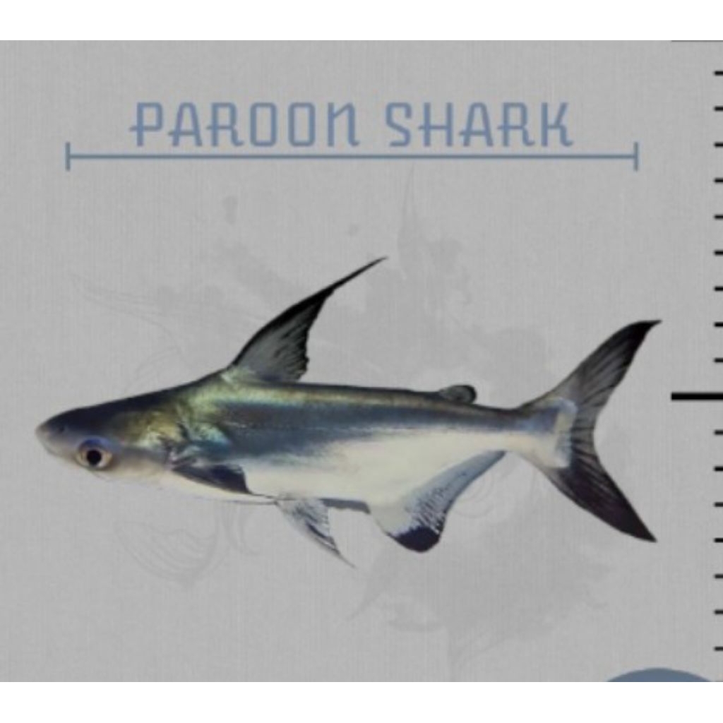 Genghiskhan / Hiasan Aquarium / Genghis khan / Paroon Shark / Pelengkap Aquarium / Peralatan Aquariu