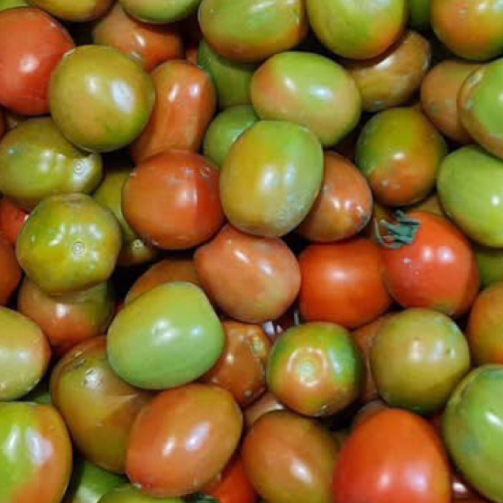 

Buah Tomat Segar 1000gr