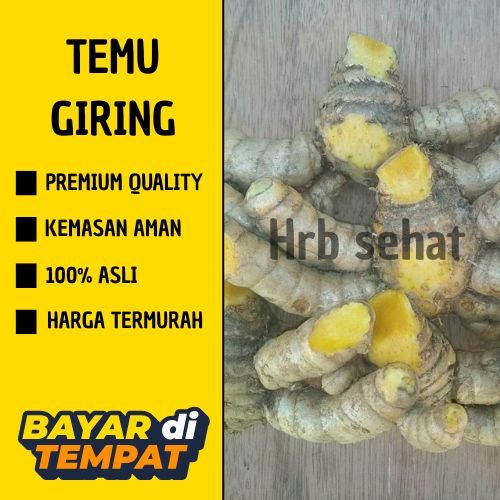 

Temu Giring 1 kg atau Temu Kuning Segar dan kering Organik