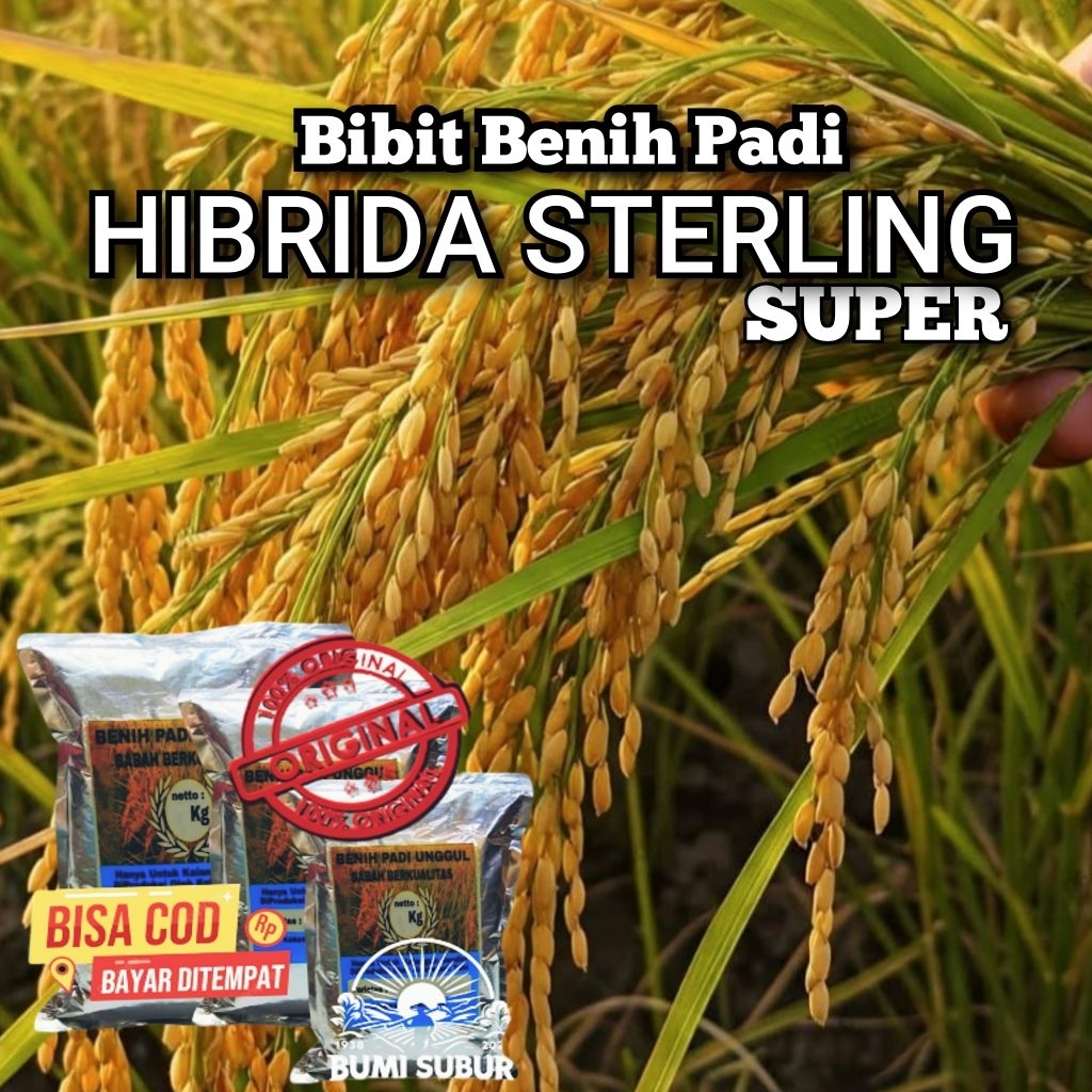 Benih Padi HIBRIDA STERLING SUPER Bibit padi unggul kualitas premium