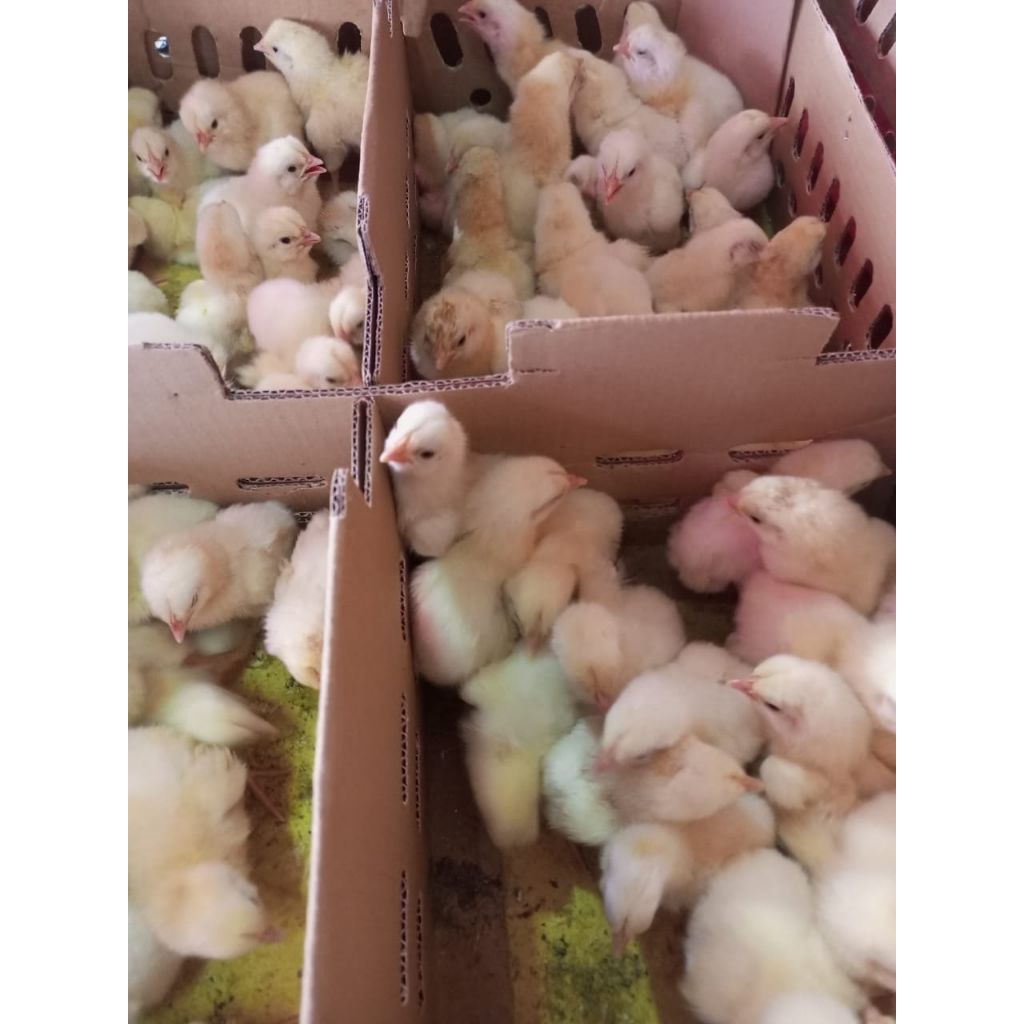 Ayam Broiler - Doc broiler - ayam potong broiler - boiler