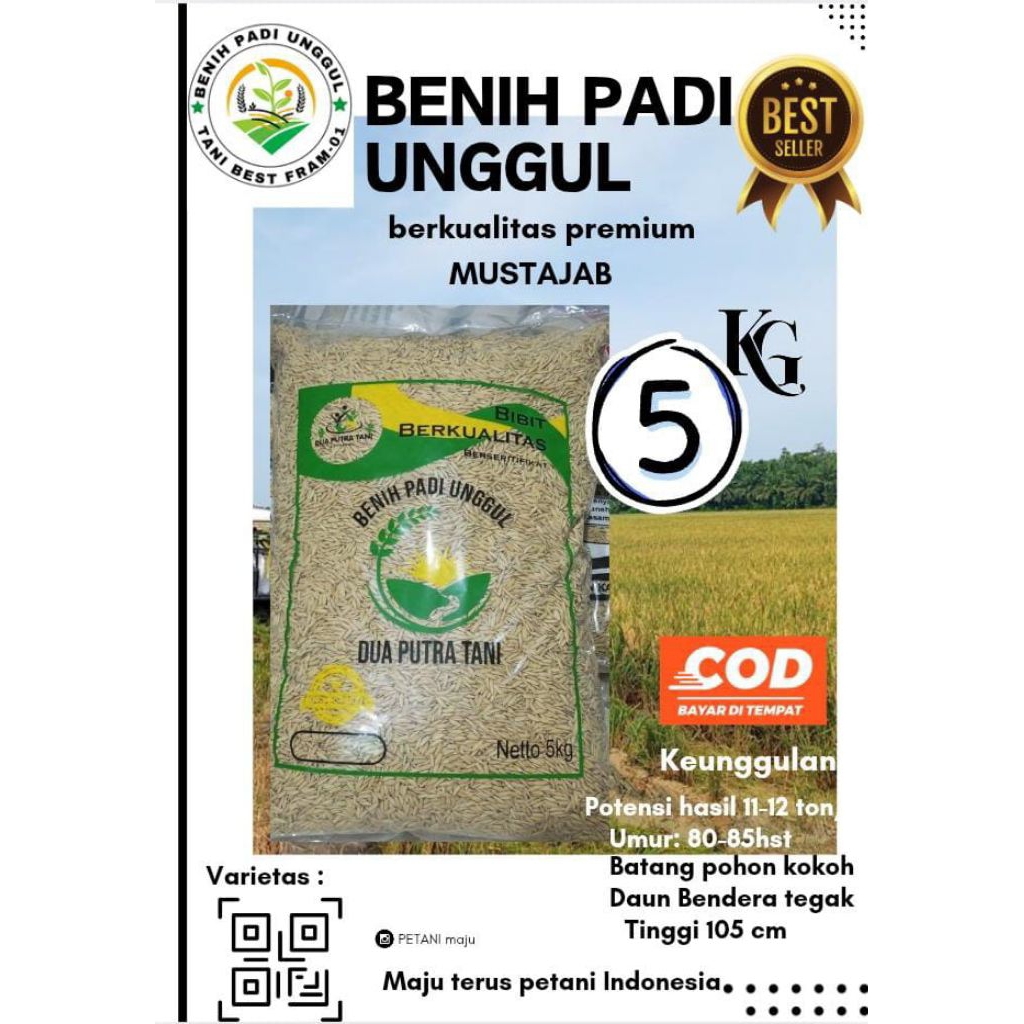 BENIH PADI MUSTAJAB KEMASAN 5KG