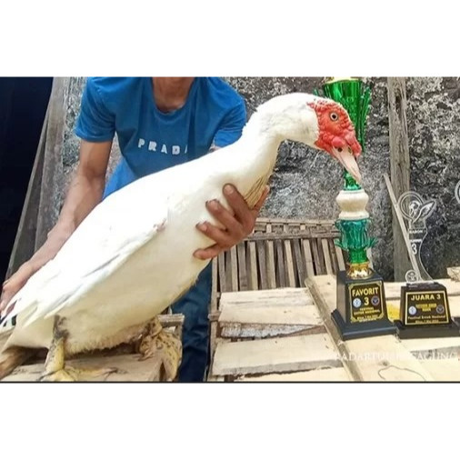 Telur Fertil Entok Ori JUMBO Blitar Untuk Ditetaskan dan Dikonsumsi - Entog/Mentok/FERTIL